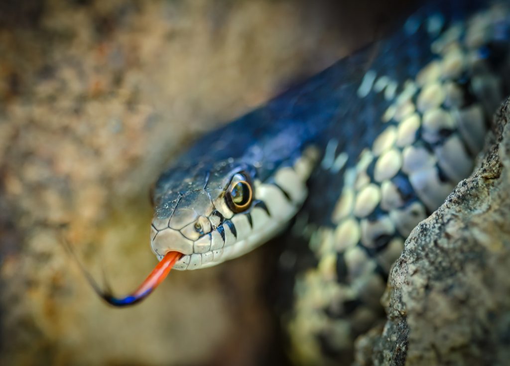 My Rock Garden Buddy - Linda Rodgers